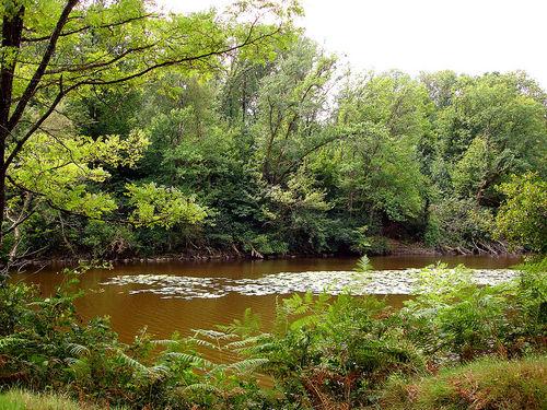 fish :) - french-carp-fishing-holiday-france--large-msg-121458849474.jpg